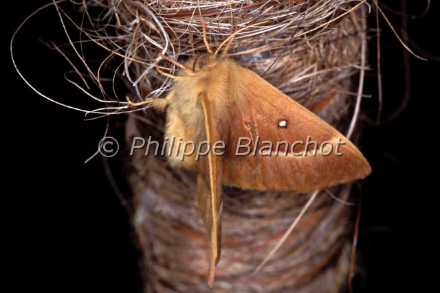lasiocampa quercus.JPG - Lasiocampa quercus (femelle)Bombyx du chêneOak EggarLepidoptera, LasiocampidaeFrance